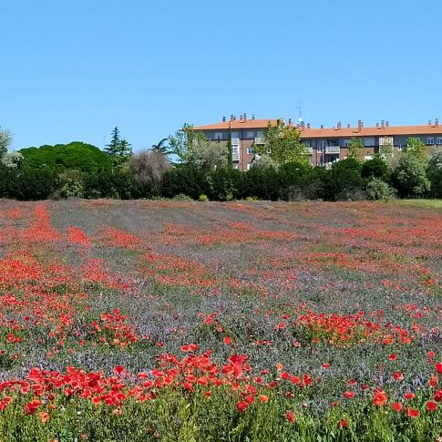 La Aldehuela