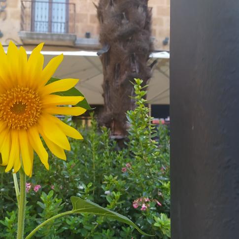 Mención infantil "Romance del girasol y la farola"