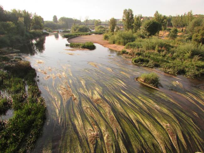 La almeja asiática, especie exótica invasora de agua dulce, reduce su presencia en el río Tormes