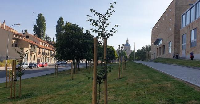 Plantación en La Vaguada