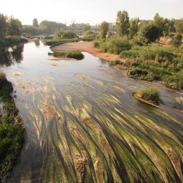 La almeja asiática, especie exótica invasora de agua dulce, reduce su presencia en el río Tormes
