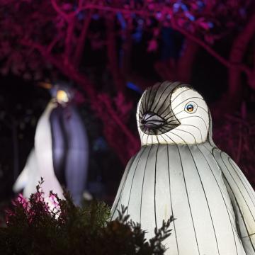 La senda de los animales del hielo